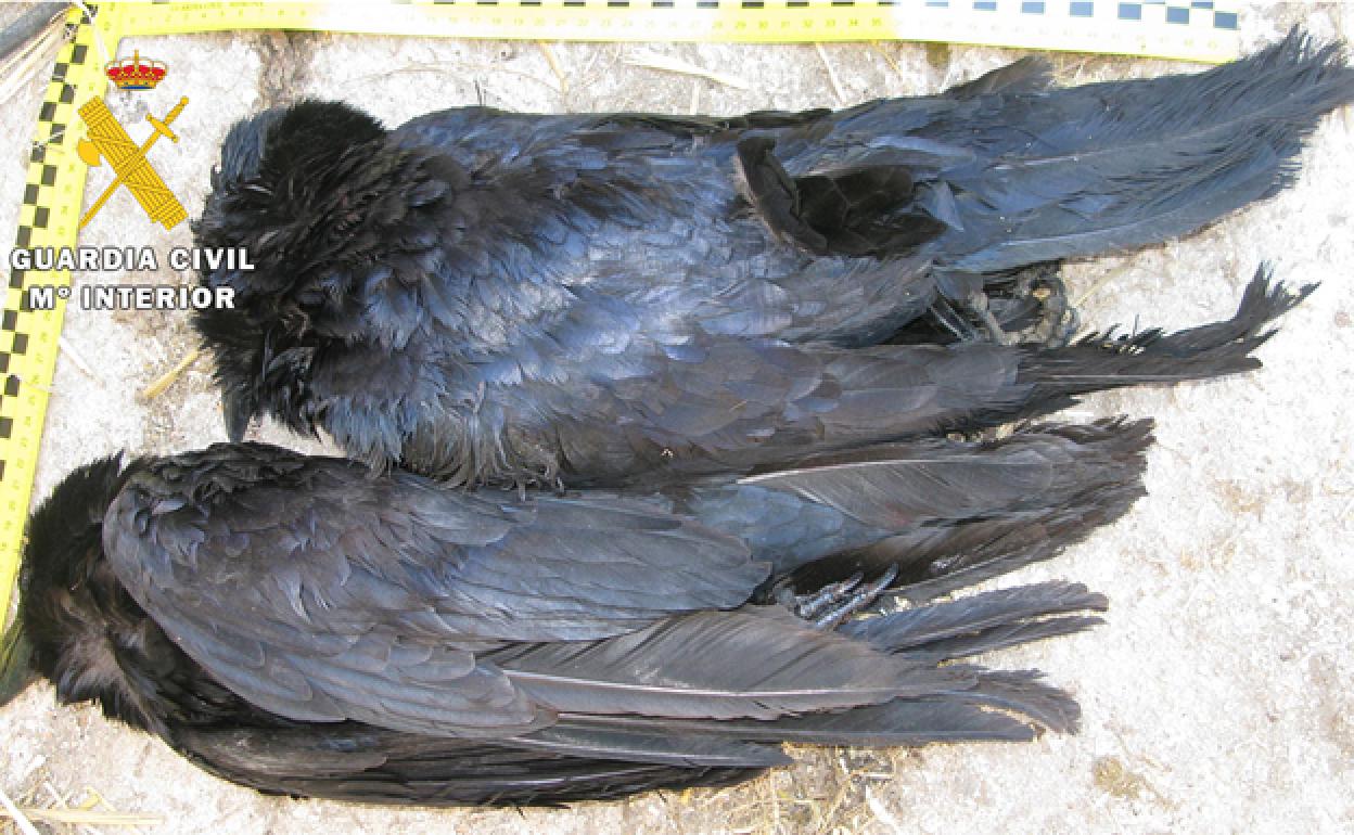 Los dos cuervos muertos. 