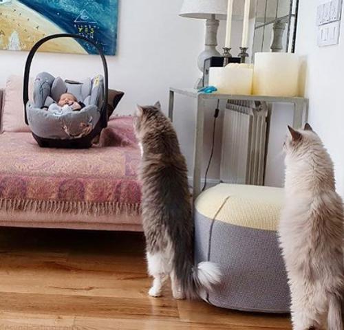 El pequeño Claudio, al fondo, vigilado por los gatos de su madre, Séptimo y Mari Gaila. 