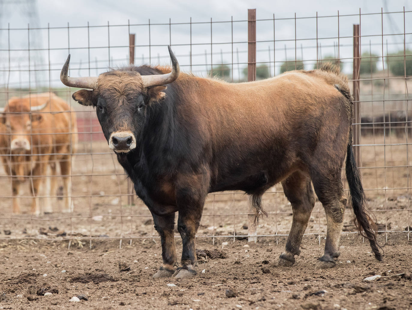 Los toros del concurso que supondrá el retorno de los festejos taurinos a Valladolid tras la pandemia.