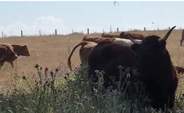 Las vacas de Nicolás en el término de Ituero de Azaba, Salamanca. 