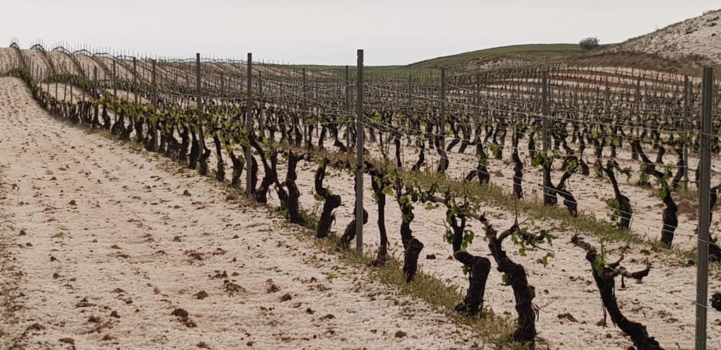 Granizo en la zona de Moradillo y Pardilla (Burgos) en la Ribera del Duero