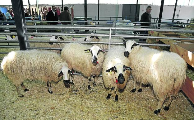 Las 29 ganaderías y 14.110 ovejas churras de Anche en la provincia de Palencia piden mejores precios