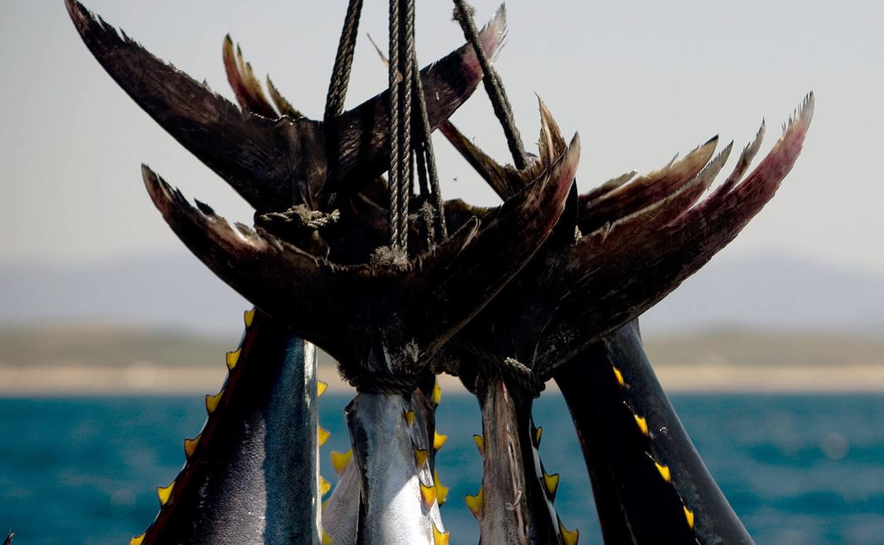 Pesca de atún rojo en la almadraba gaditana de Barbate.