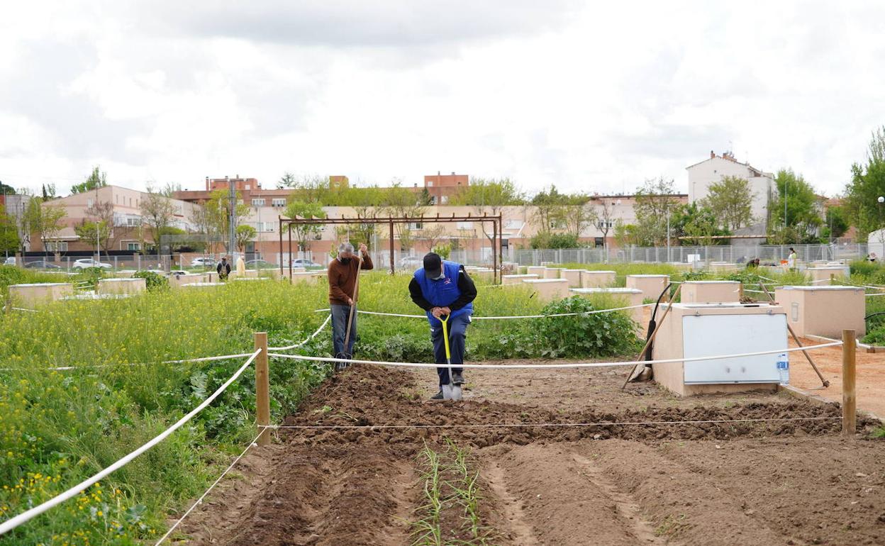 Los huertos urbanos acogerán talleres este domingo.