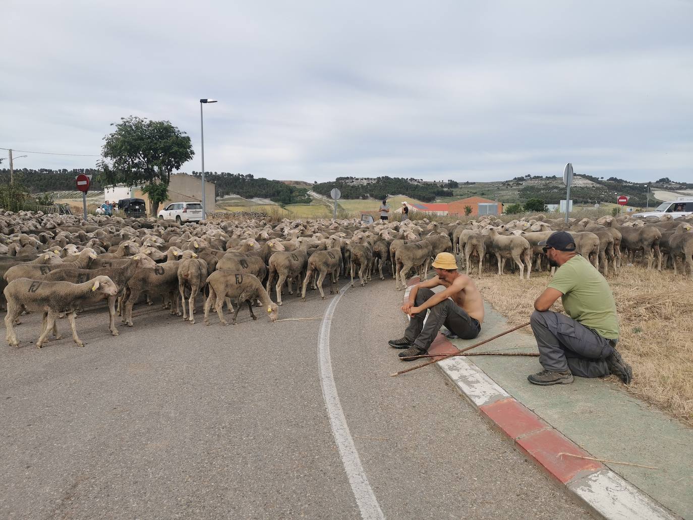 Las ovejas, a su paso por Torrelobatón. 