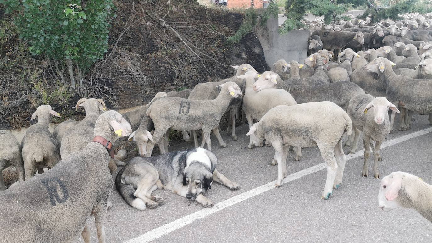 Las ovejas, a su paso por Torrelobatón. 