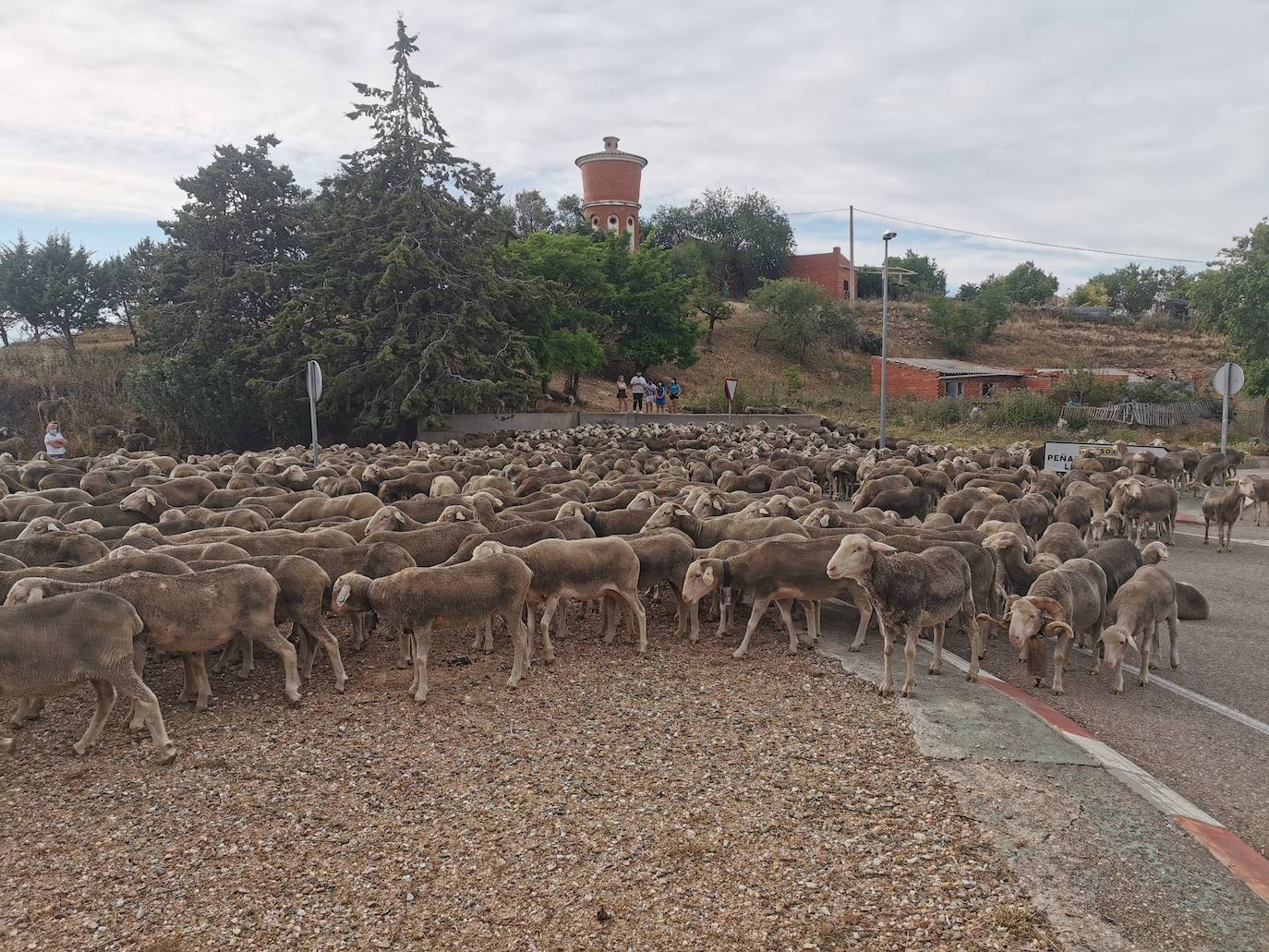 Las ovejas, a su paso por Torrelobatón. 