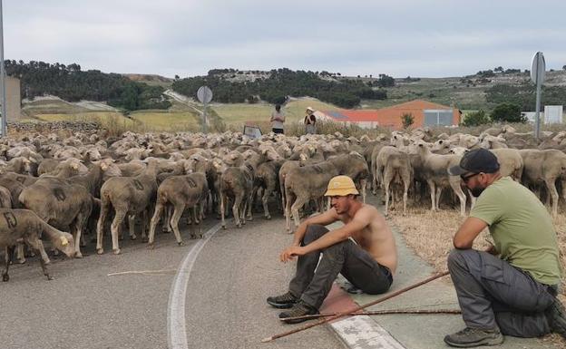 Los pastores trashumantes descansan, a su paso por Torrelobatón.