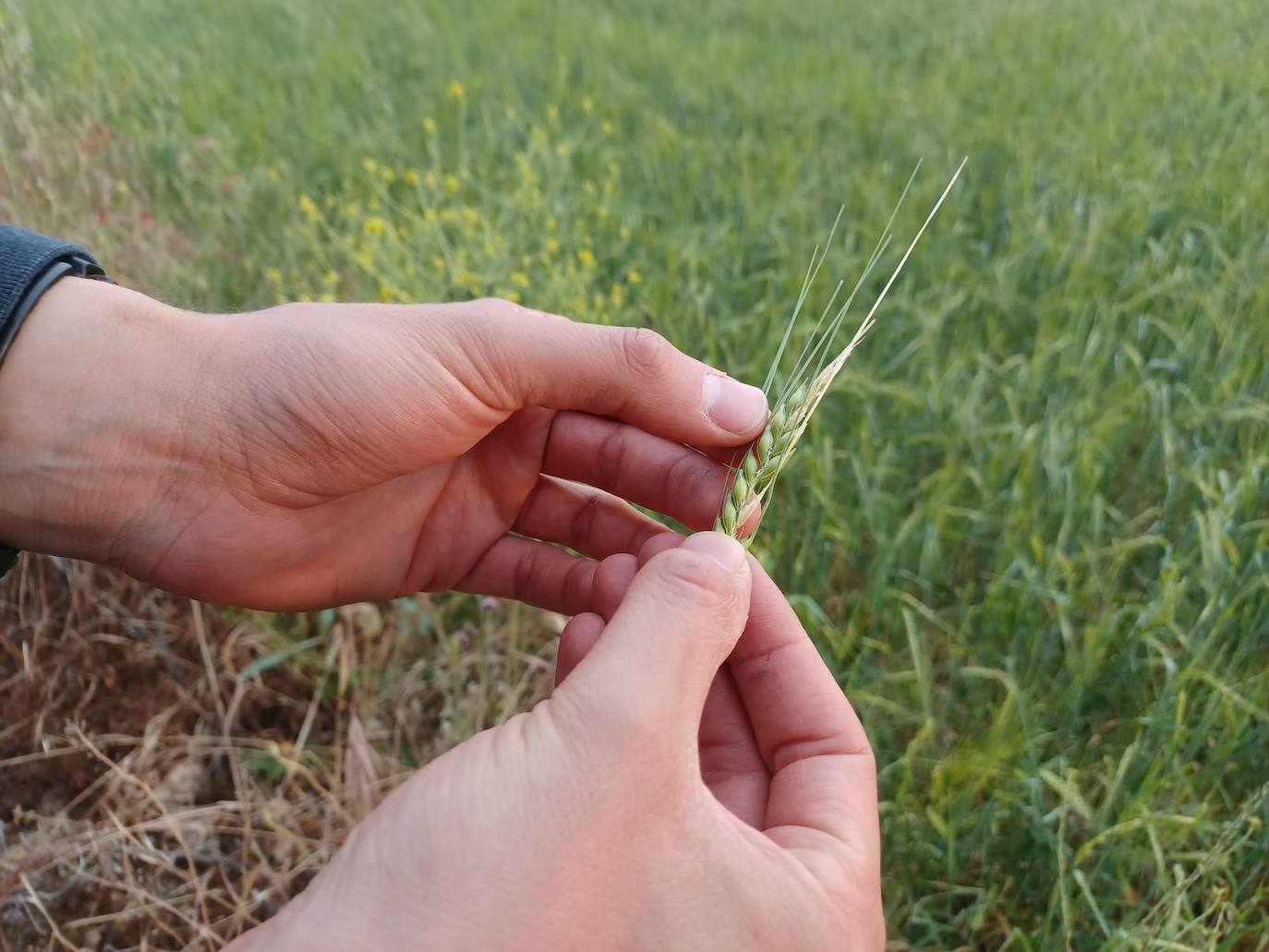 Los efectos del granizo se han dejado notar en los campos de Piñel de Abajo, en Valladolid. 