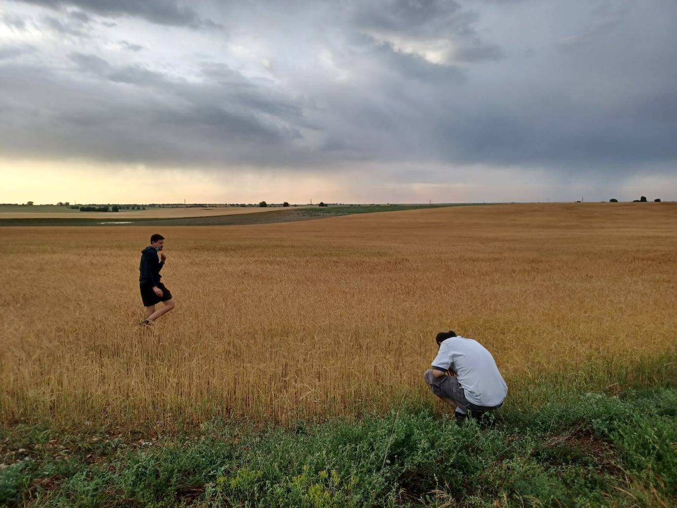 Los efectos del granizo se han dejado notar en los campos de Piñel de Abajo, en Valladolid. 