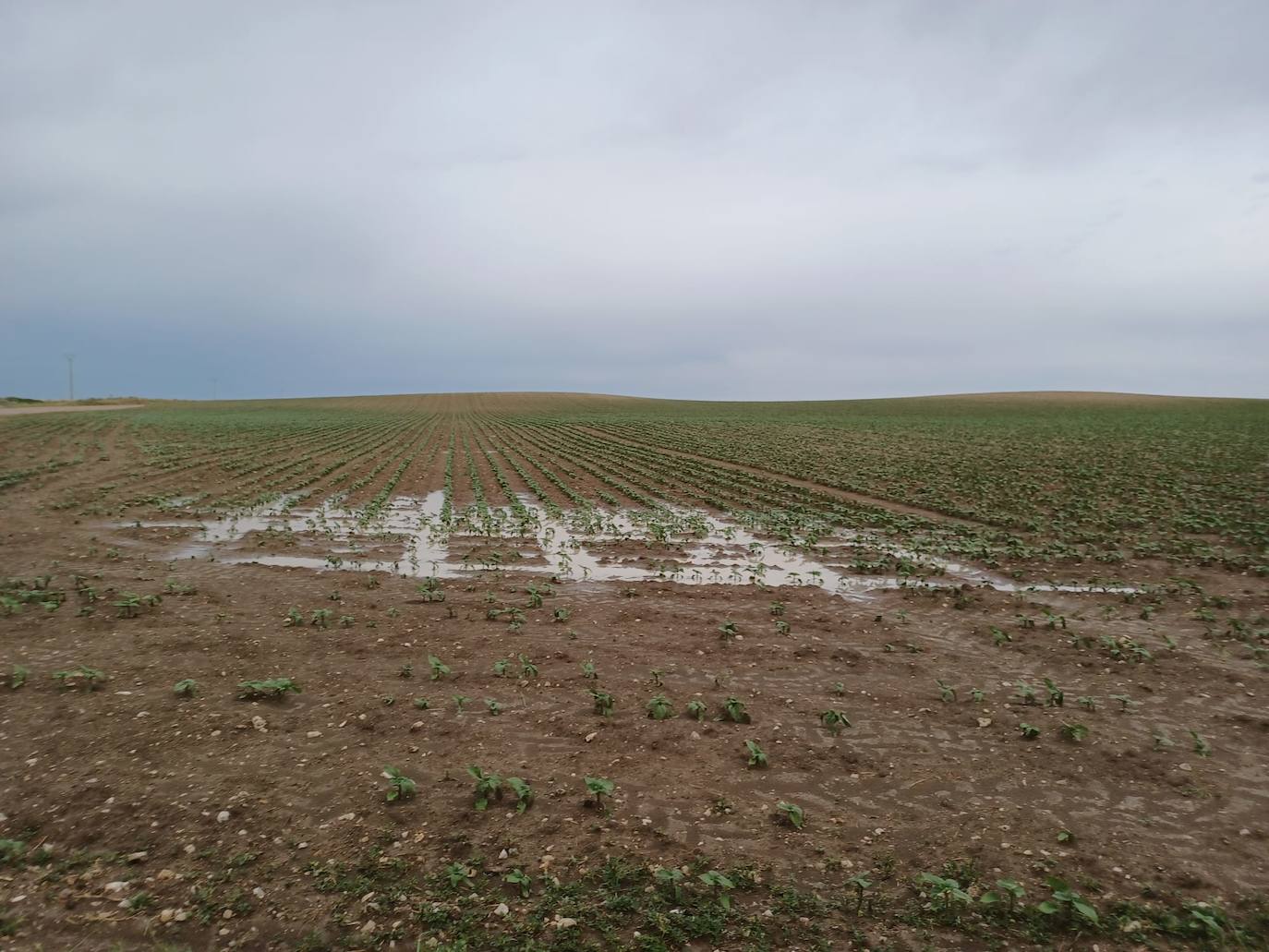 Los efectos del granizo se han dejado notar en los campos de Piñel de Abajo, en Valladolid. 