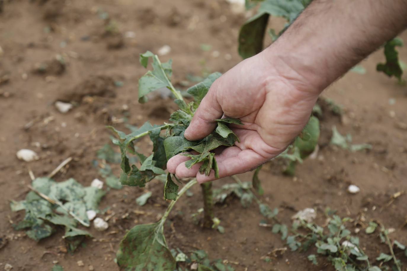 Los efectos del granizo se han dejado notar en los campos de Piñel de Abajo, en Valladolid. 