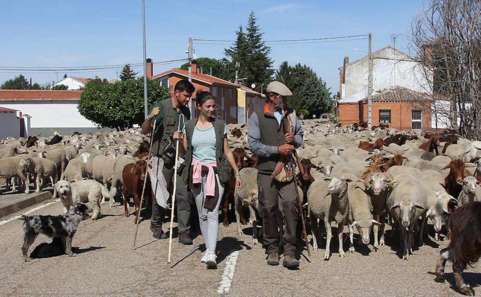 Ovejas de la trashumancia a su paso por Perales.