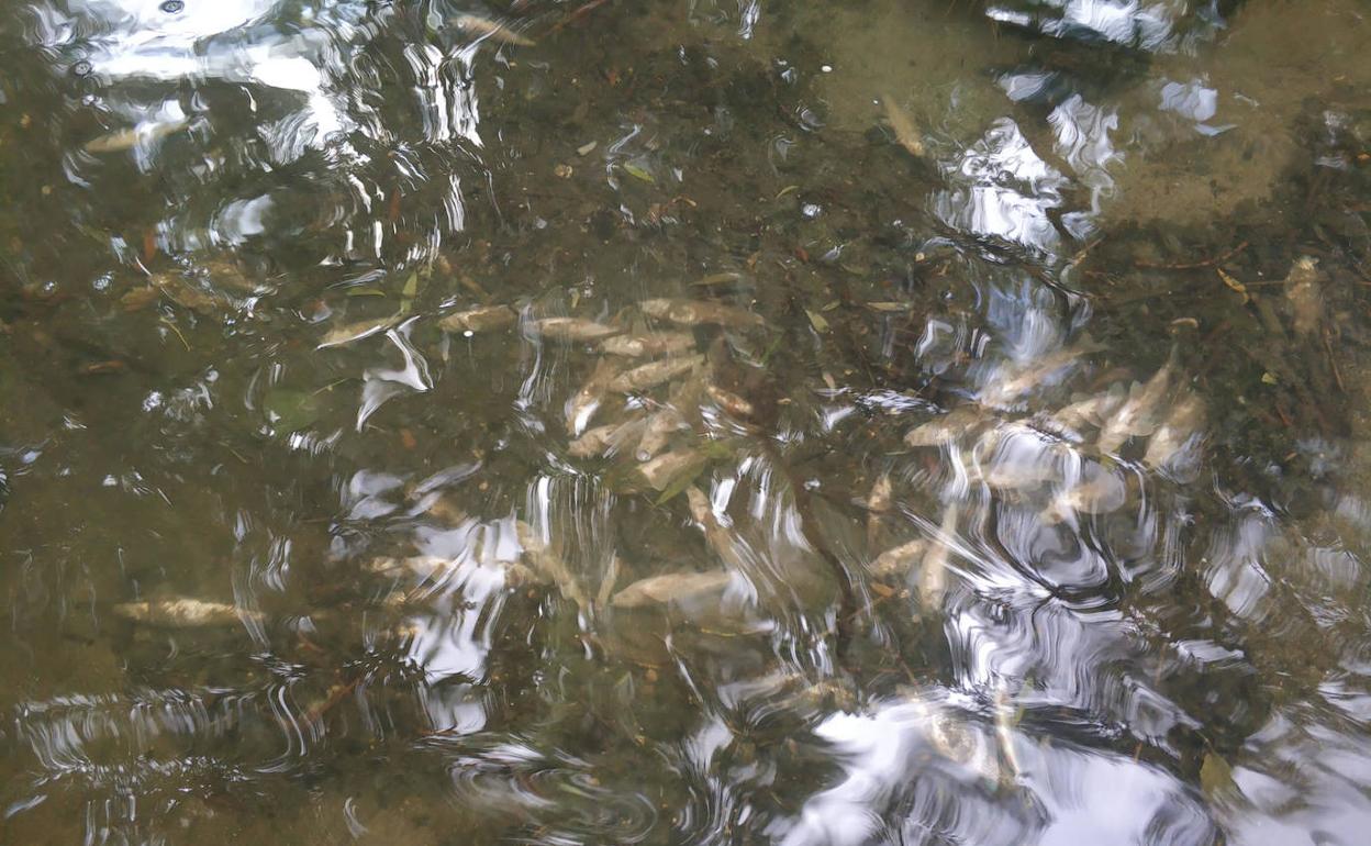 Peces muertos en el cauce del Eresma, dentro del término municipal de Segovia, este lunes. 