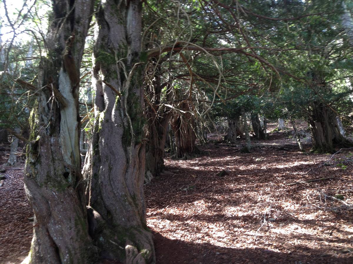 Fotos: Escapada a la Montaña Palentina: la magia de la Tejeda de Tosande