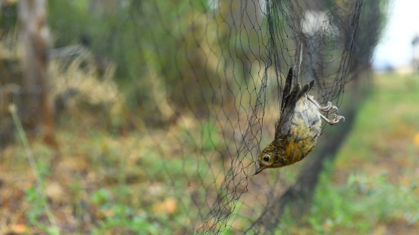 Fotos: Anillado de aves en Castronuño