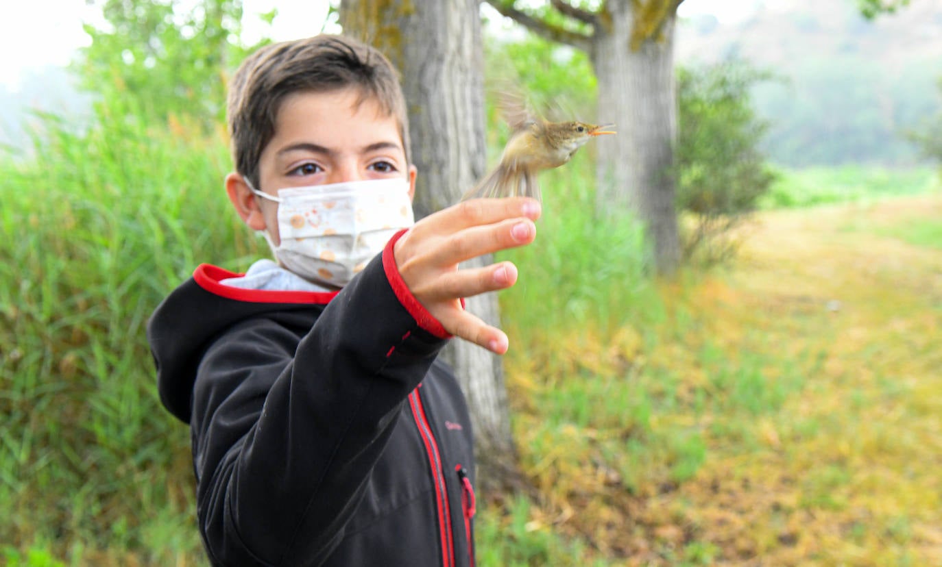 Fotos: Anillado de aves en Castronuño