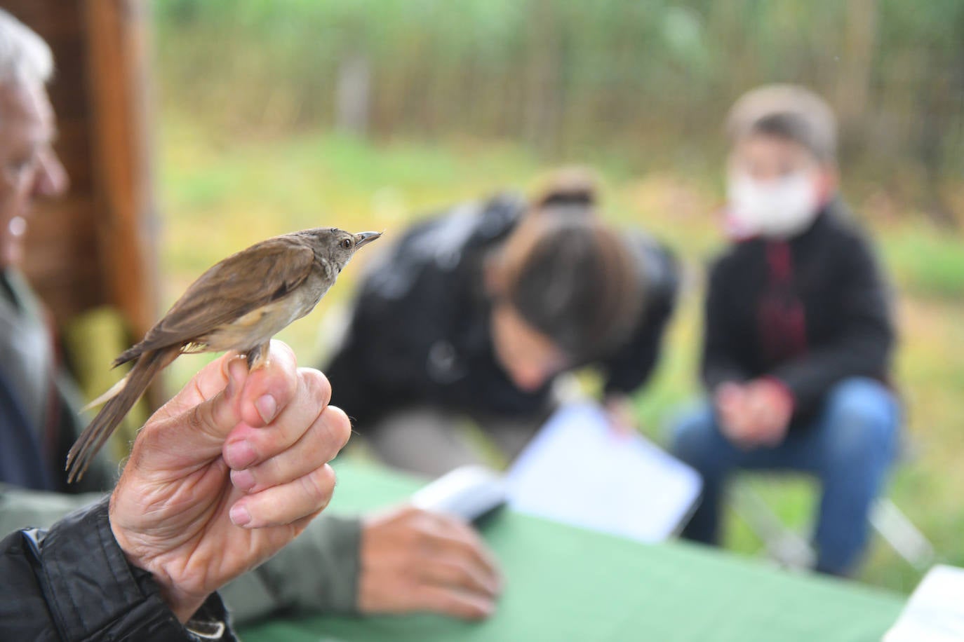 Fotos: Anillado de aves en Castronuño