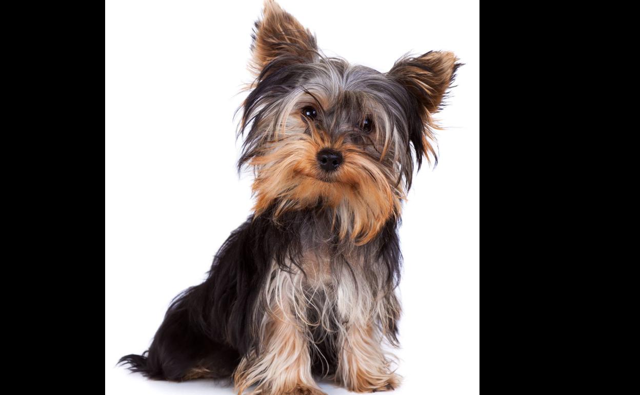 Detenido en Salamanca por devolver un perro yorkshire a su propietaria a cambio de 1.000 euros