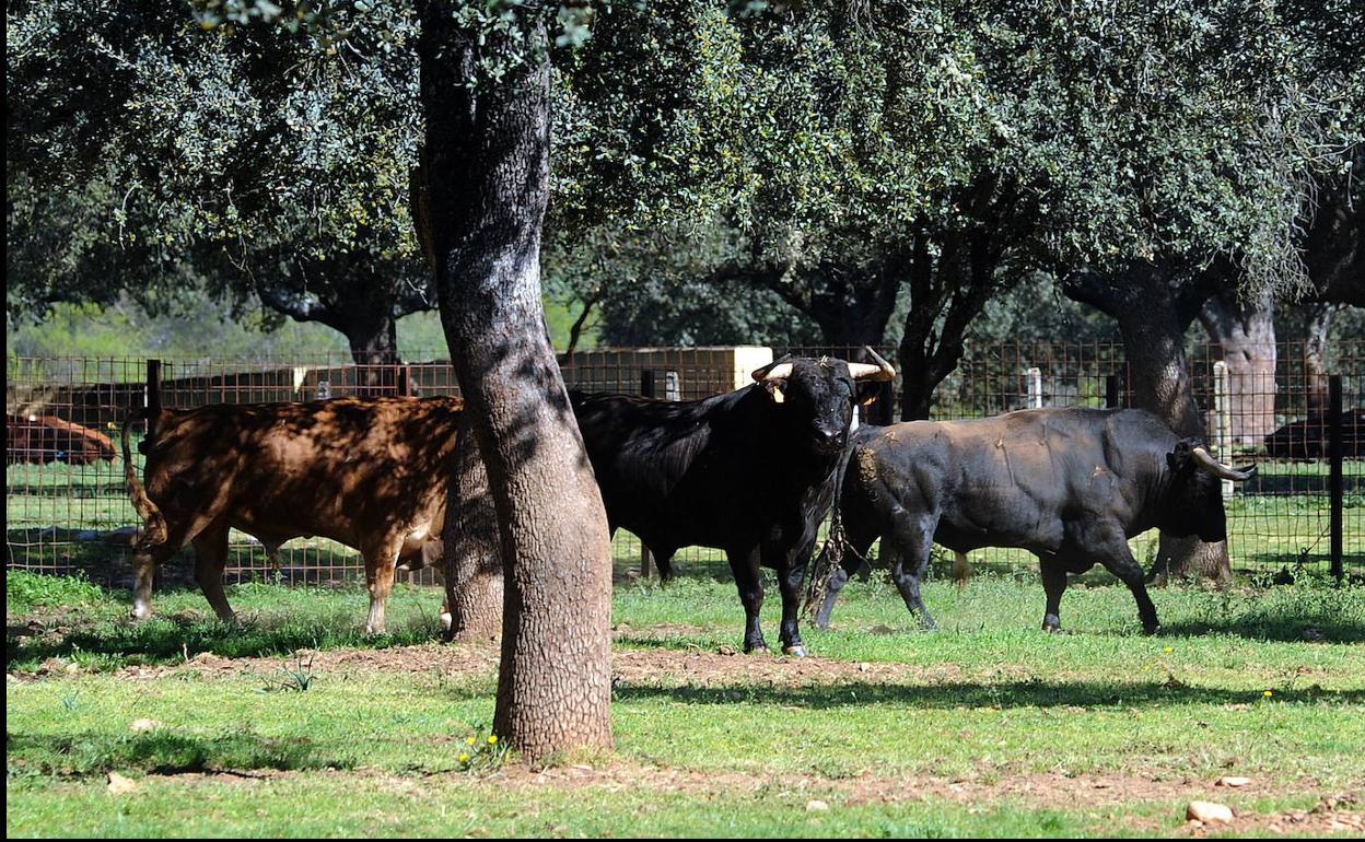 Toros en una dehesa de Salamanca.