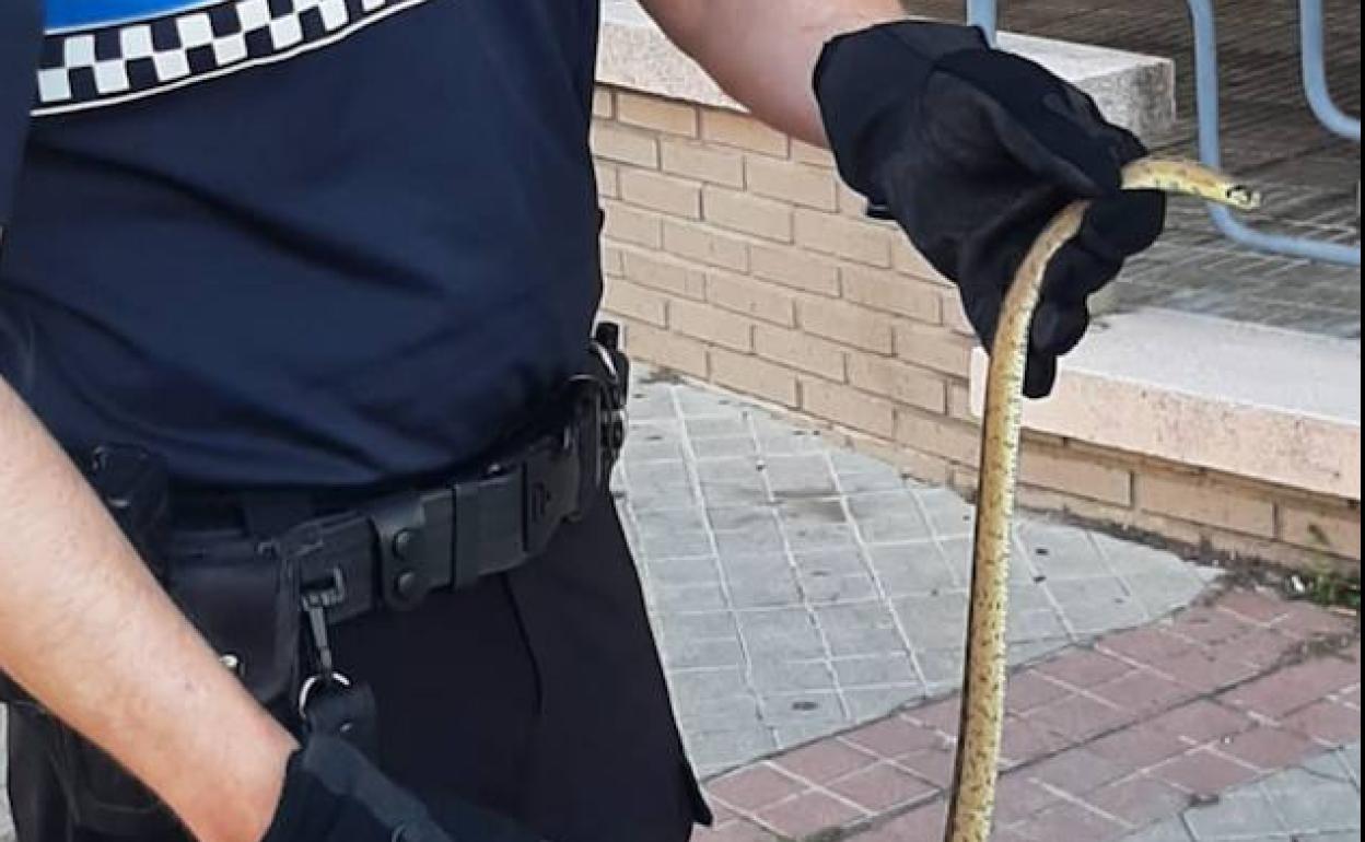 El agente que retiró a la culebra, con ella en la mano.