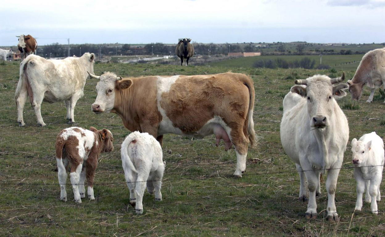 Un rebaño de vacas pacen en una granja de Segovia. 