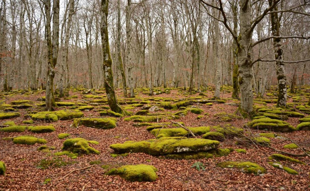 Monte Santiago (Burgos). 