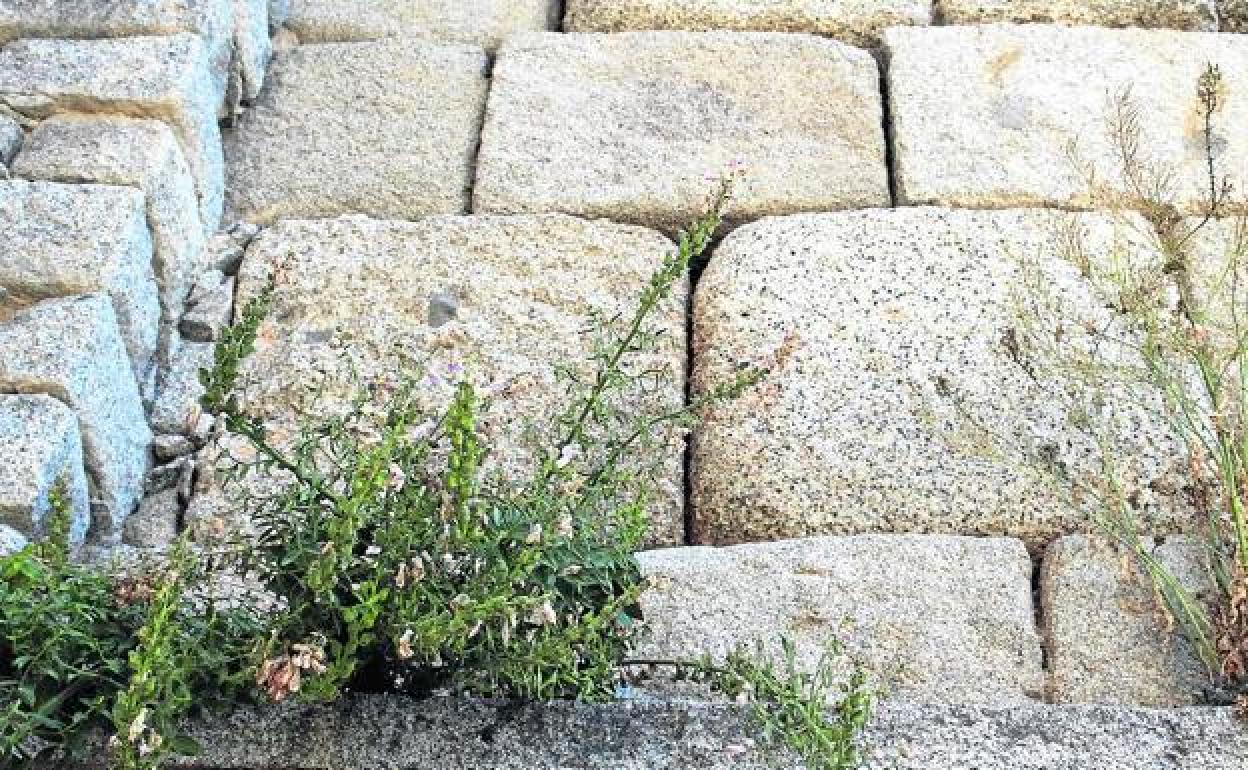 Plantas que crecen entre las piedras del Acueducto. 