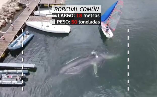 Imagen de la ballena encallada en el Real Club Naútico de Valencia.