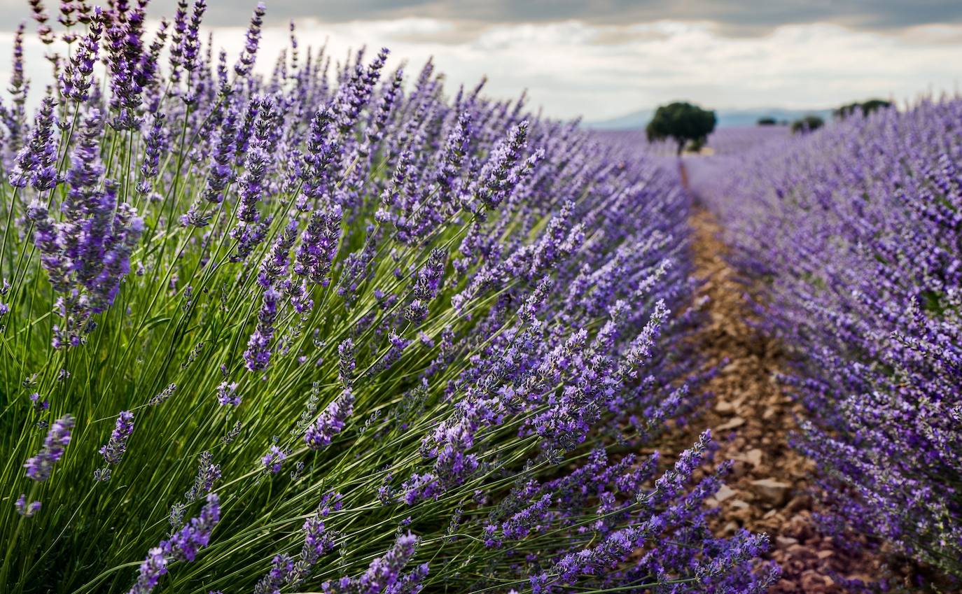 Fotos: Brihuega: así es el campo de lavanda más espectacular del mundo