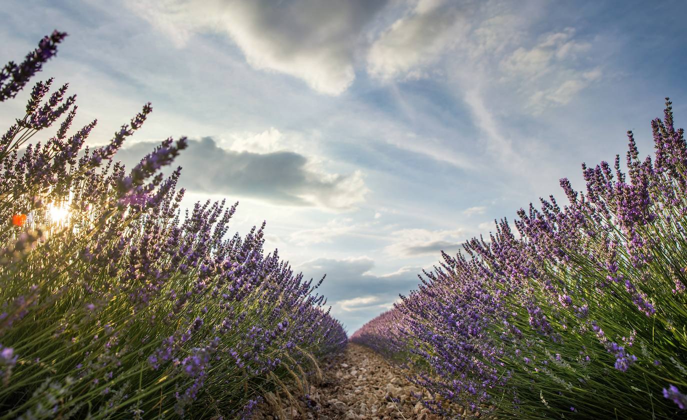 Fotos: Brihuega: así es el campo de lavanda más espectacular del mundo