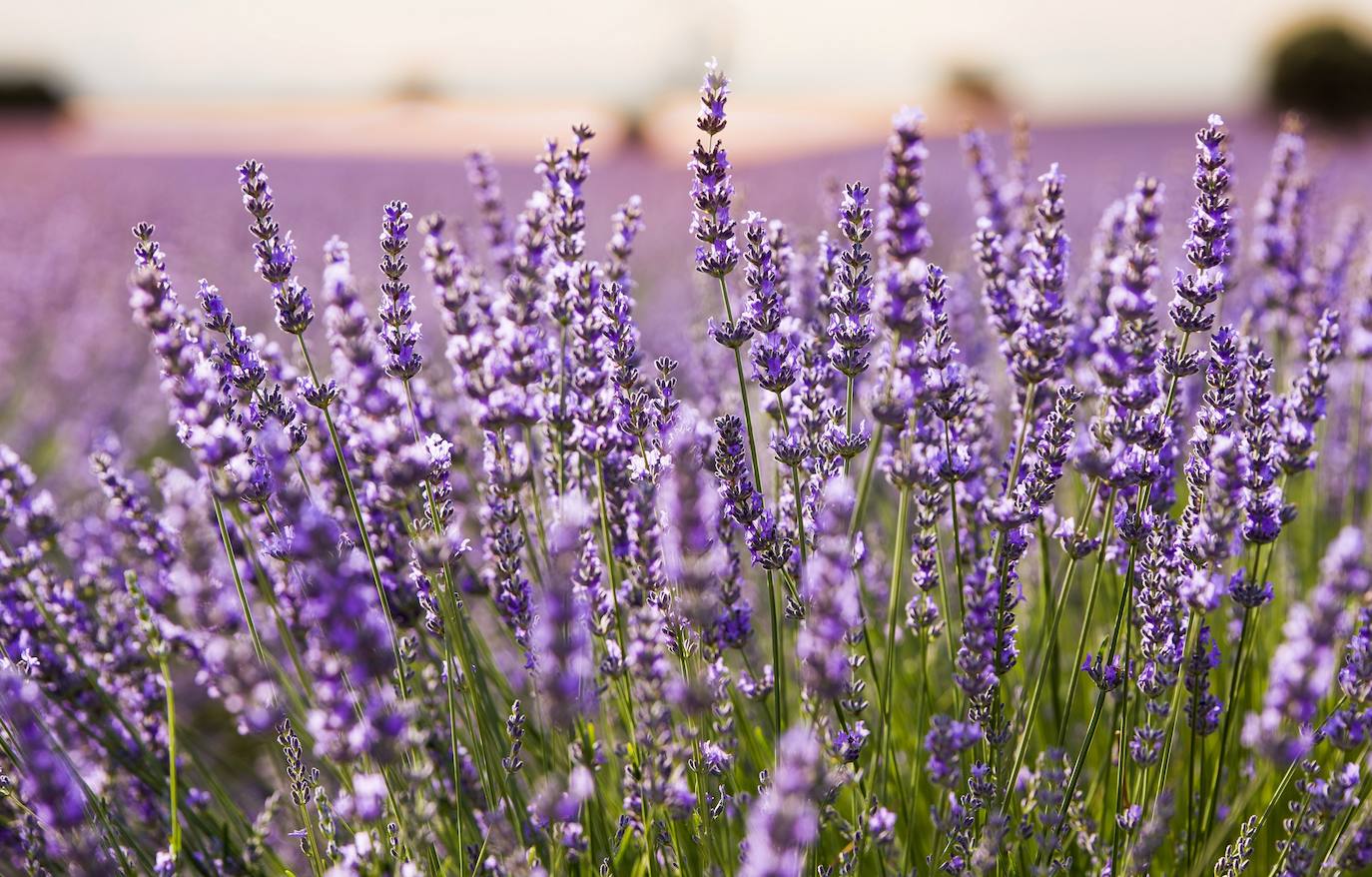 Fotos: Brihuega: así es el campo de lavanda más espectacular del mundo