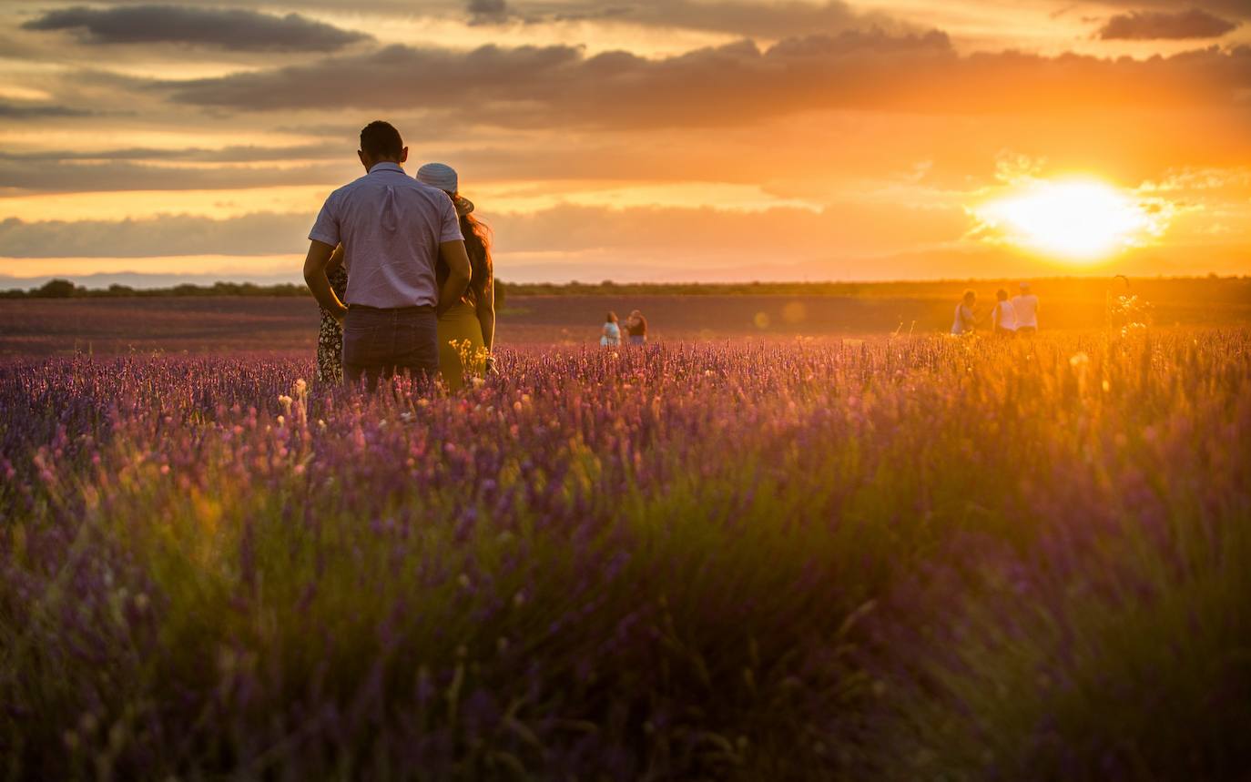 Fotos: Brihuega: así es el campo de lavanda más espectacular del mundo