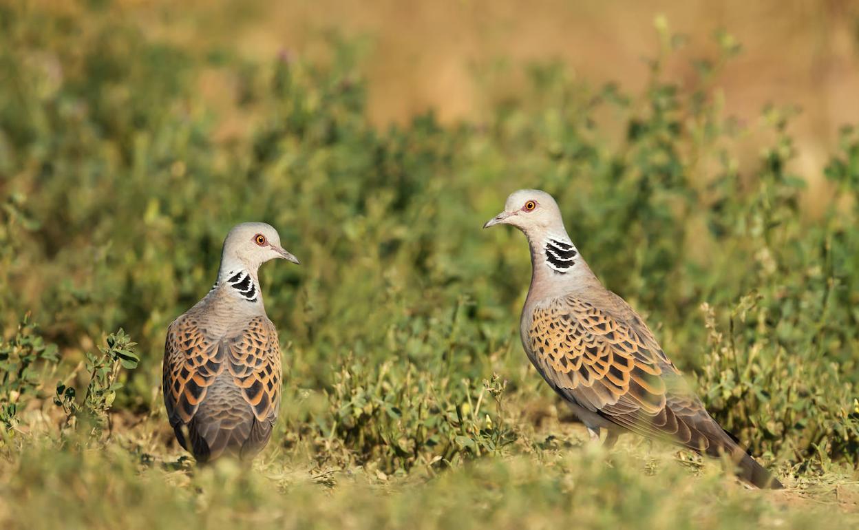 Ejemplares de tórtola.