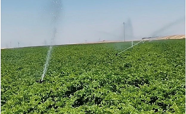 Riego de patatas en Madrigal de las Altas Torres, Ávila. 