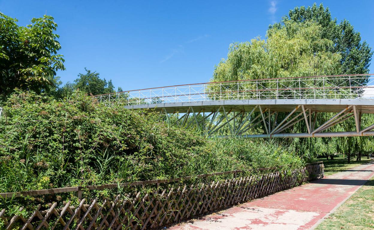 Maleza en la ribera del río Carrión en Palencia.