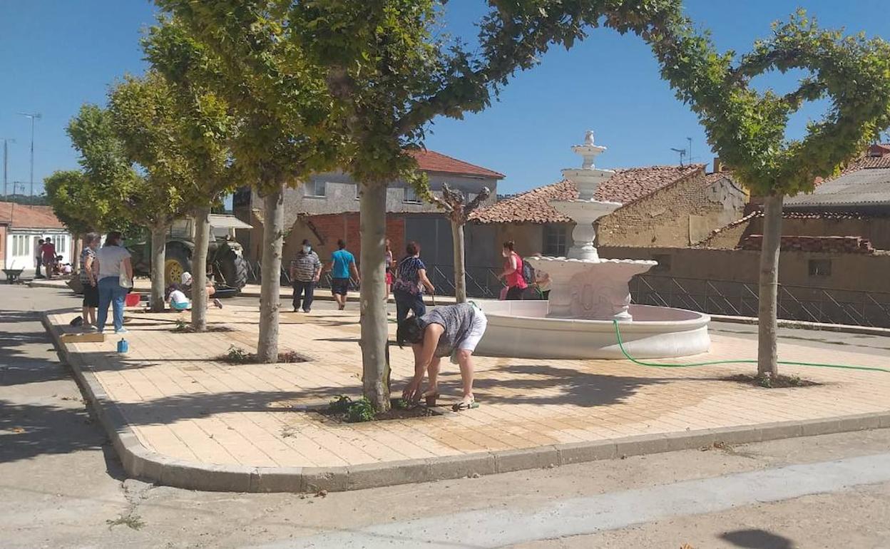 Plantación de flores en Torelobatón. 