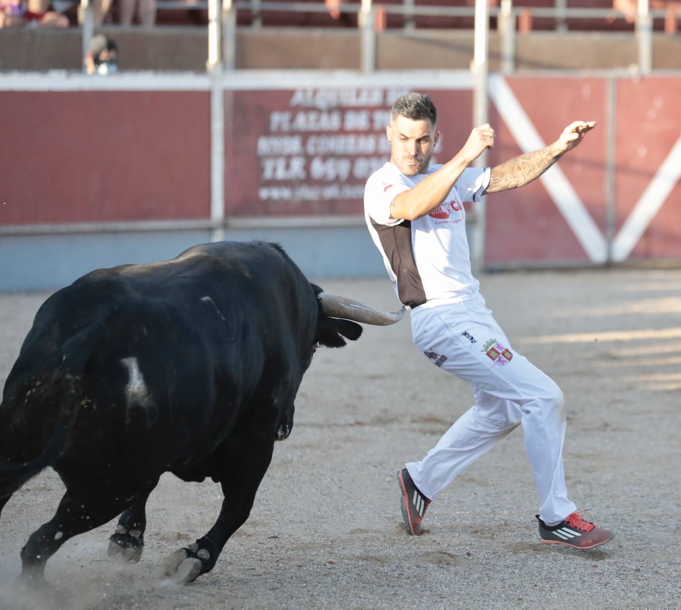 Fotos: Concurso de cortes en Cigales en honor a Santa Marina