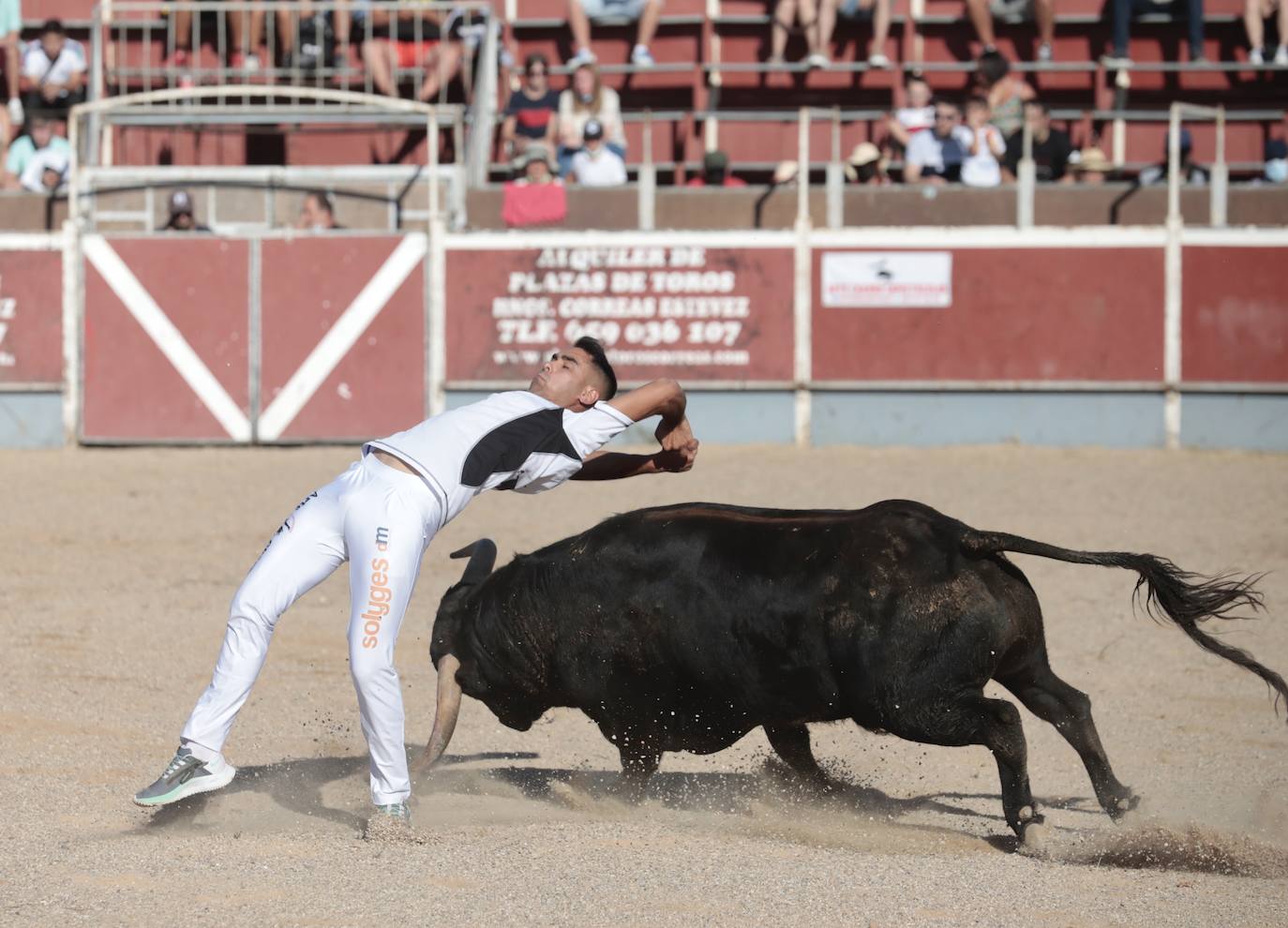 Fotos: Concurso de cortes en Cigales en honor a Santa Marina