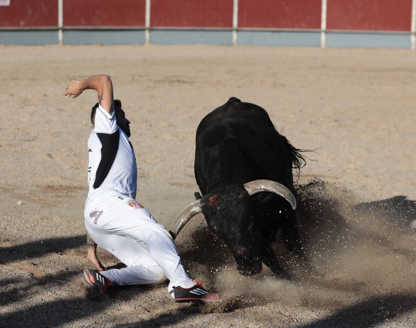 Fotos: Concurso de cortes en Cigales en honor a Santa Marina