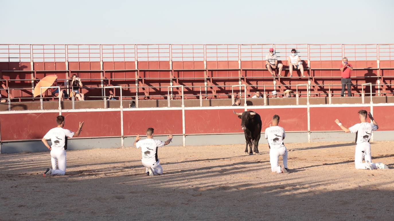 Fotos: Concurso de cortes en Cigales en honor a Santa Marina