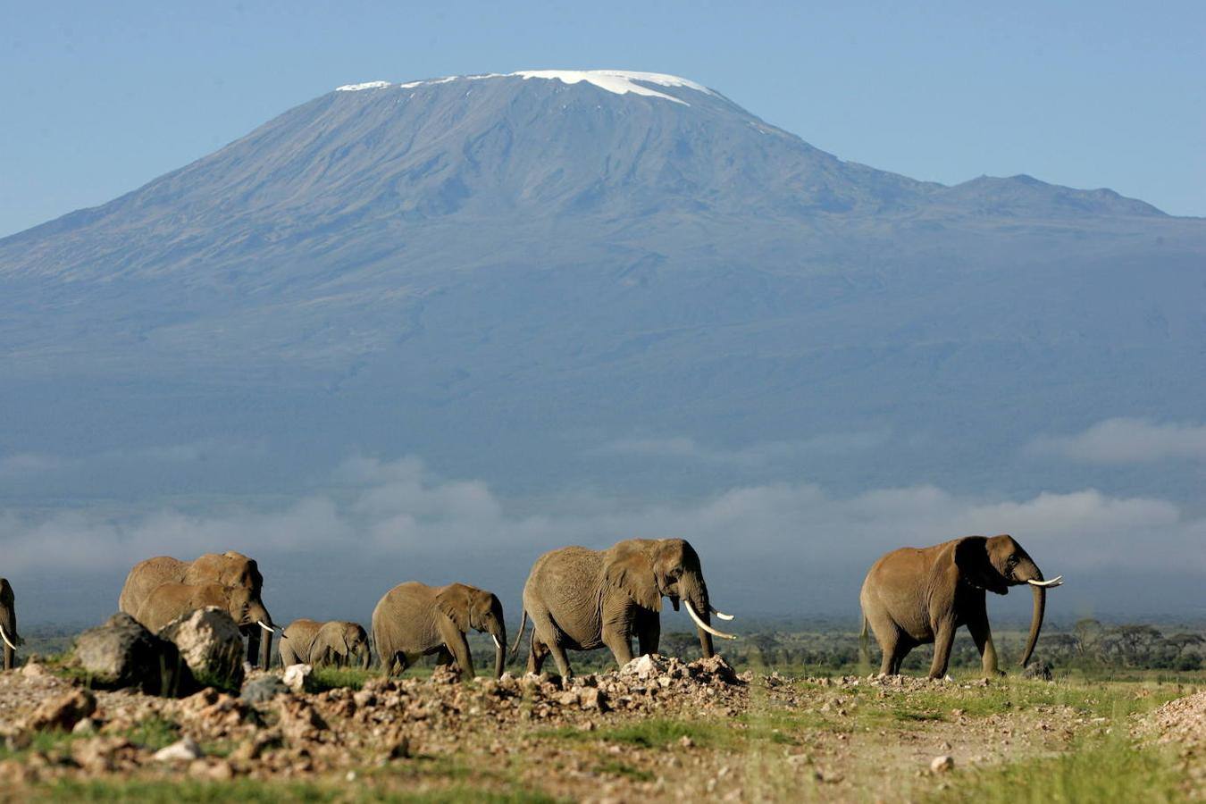 Kilimanjaro: Esta montaña situada al noroeste de Tanzania, se encuentra formada por tres volcanes activos: el Shira, el Mawenzi y el Kibo. La lava expulsada por el cráter de Shira, era poco viscosa por lo que se desplazó lo suficiente para formar la base del macizo con pendientes más suaves, mientras que la alta viscosidad del Mawenzi y el Kibo dieron al conjunto más altura, configurando una montaña con mayores pendientes como el actual Kilimanjaro. 