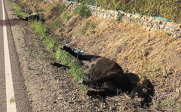 Un todoterreno atropella y mata a dos burros que estaban en la calzada en Villamuriel de Cerrato 