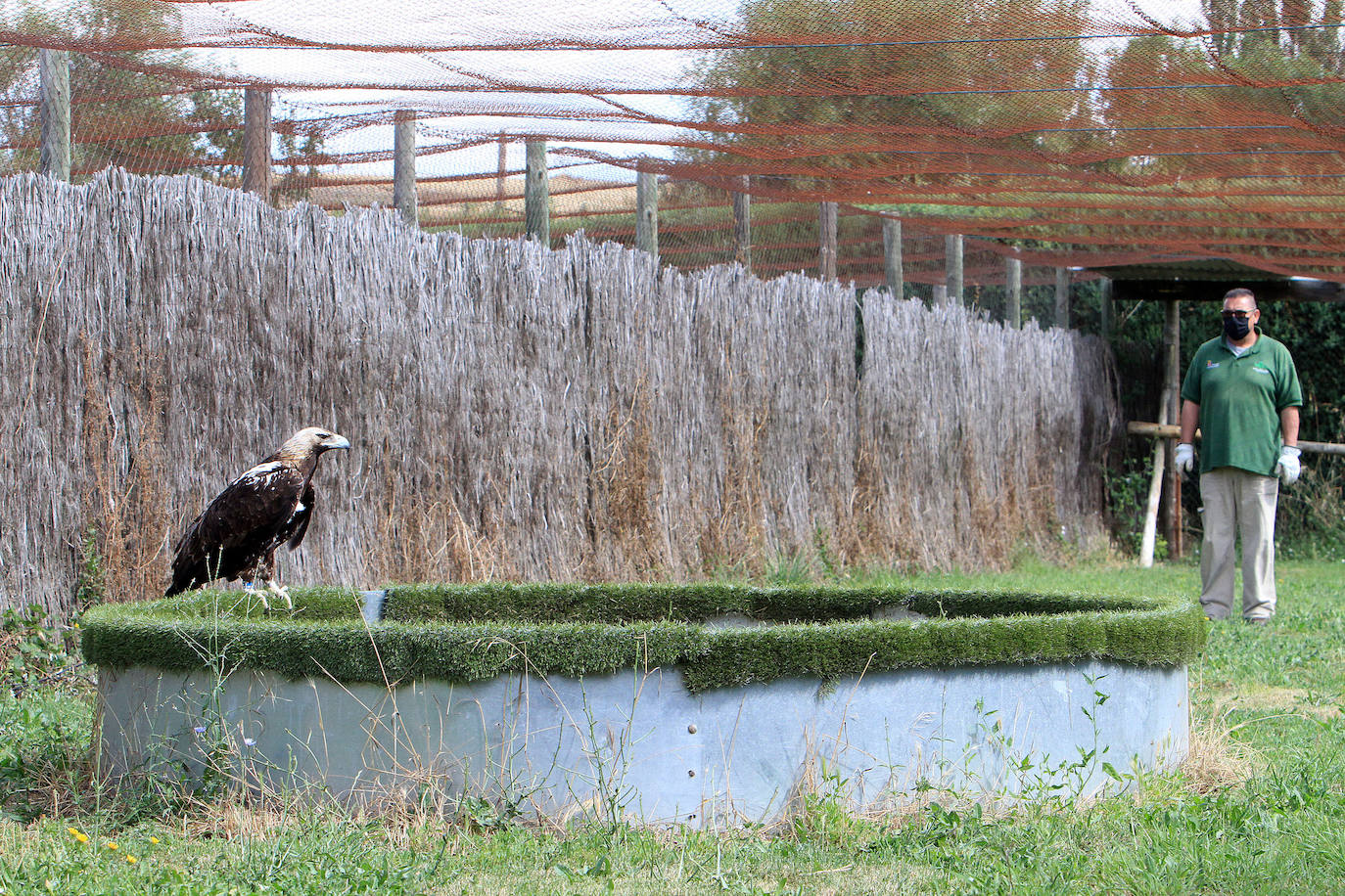 Un águila, posado en la zona de los voladeros.