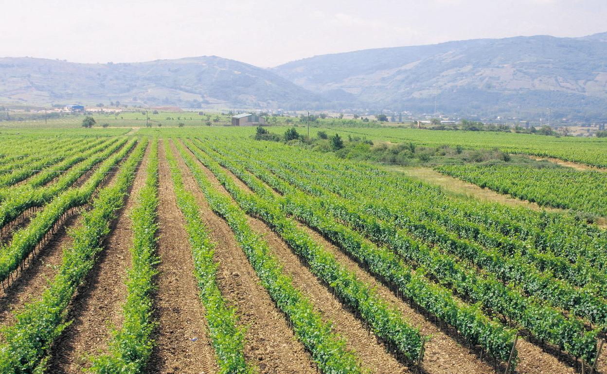 Viñedo en la provincia de León.