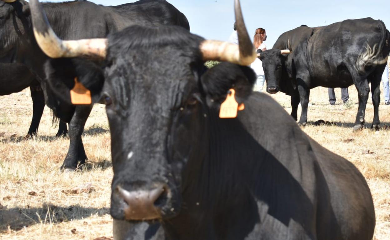 Vacas de raza avileña. 