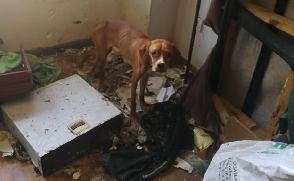 Uno de los perros desnutridos encontrados en la vivienda. 
