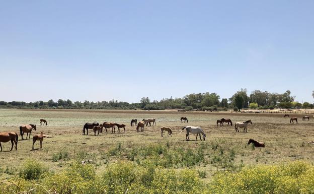 Caballos en las marismas de El Rocío. 