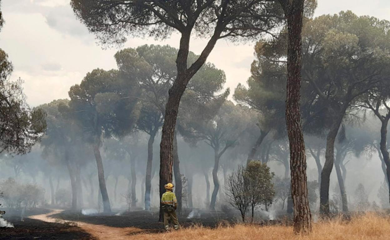 Incendio forestal en El Tiemblo. 
