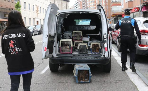 Los agentes, durante la recogida de los perros en abril de 2020. 